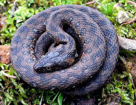 Culebra viperina